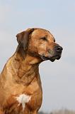 RODESIAN RIDGEBACK 042